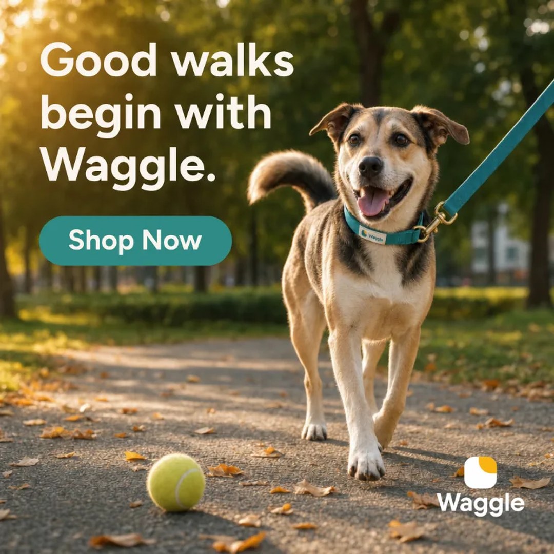 A Waggle dog post reading Good walks begin with Waggle. with a Shop Now button: the warm conversational register
