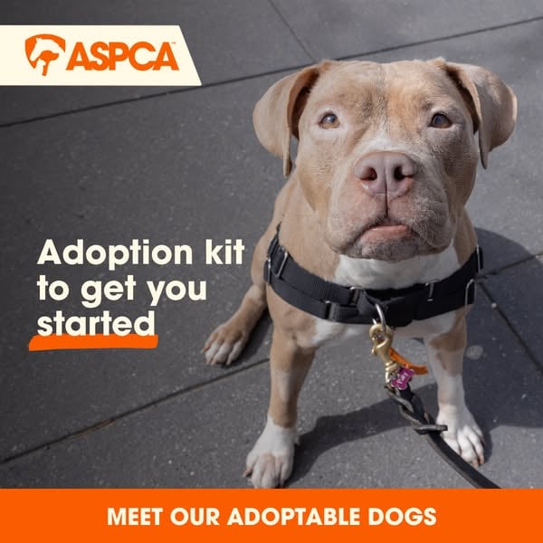 An ad by ASPCA in Meta's Ad Library: a pit bull in a black harness sits on a sidewalk above the words Adoption kit to get you started