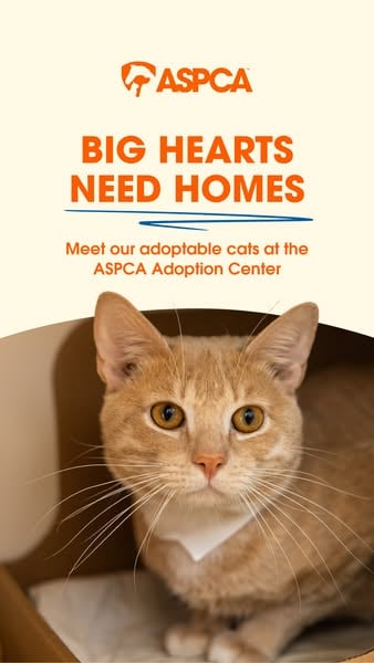 An ad by ASPCA in Meta's Ad Library: an orange and white cat looks at the camera under the headline Big hearts need homes, inviting people to meet the adoptable cats at the ASPCA Adoption Center