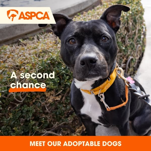 An ad by ASPCA in Meta's Ad Library: a black dog with a yellow collar looks into the camera above the words A second chance and a Meet our adoptable dogs bar