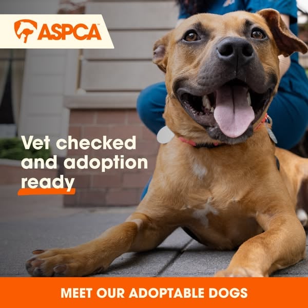 An ad by ASPCA in Meta's Ad Library: a happy tan dog lies on a sidewalk above the words Vet checked and adoption ready